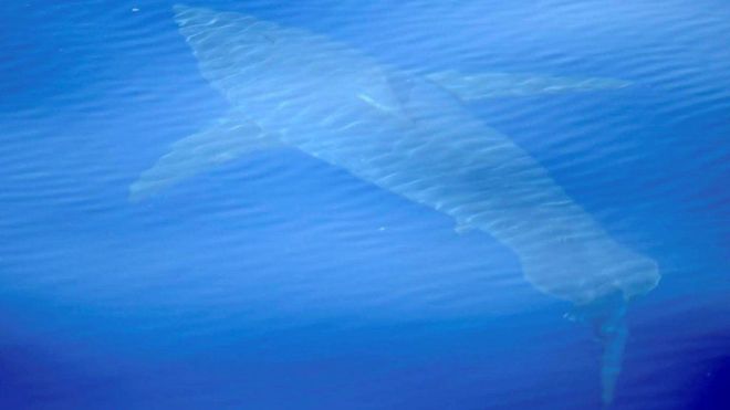 El tiburón blanco que no se veía desde hace más de 40 años