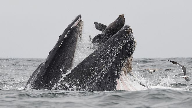 La impactante imagen de una ballena &quot;tragándose&quot; un león marino