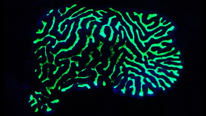 Los fascinantes corales fluorescentes en las profundidades del océano