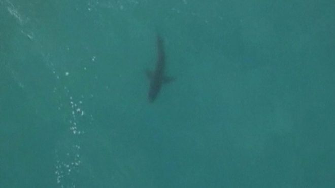 El surfista que se volvió a encontrar con un tiburón blanco... y escapó por segunda vez