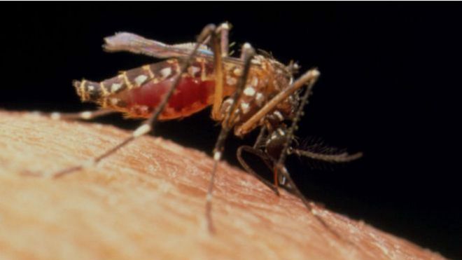 ¿Qué pasaría si matamos a todos los mosquitos que transmiten zika, dengue y chinkungunya?