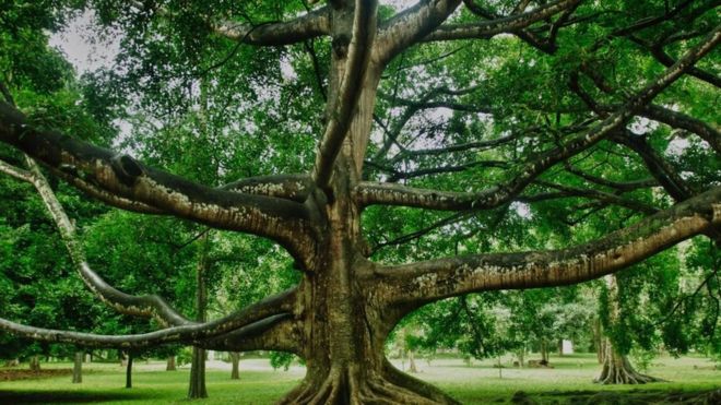 La increíble historia del árbol que más ha influido en la historia de la humanidad: ¿por qué?