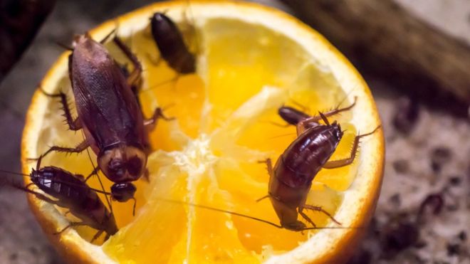 Las cucarachas se están volviendo resistentes a los insecticidas