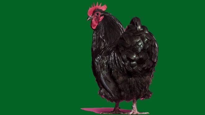 Estudio sobre traseros de pollos desveló un gran misterio