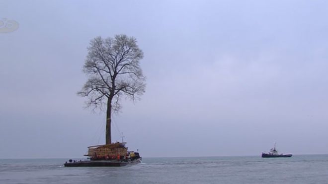 El &quot;árbol que nada&quot; en el Mar Negro que se volvió viral en redes sociales