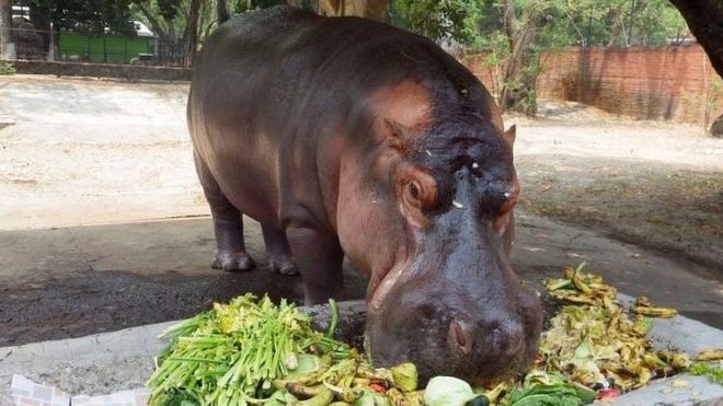 La dolorosa agonía y muerte de Gustavito, el único hipopótamo de El Salvador que murió en un &quot;cobarde e inhumano&quot; ataque