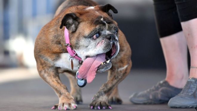 Zsa Zsa, la bulldog más fea del mundo