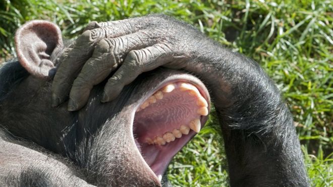 Por qué a algunos humanos, chimpancés y ratas les gustan las cosquillas