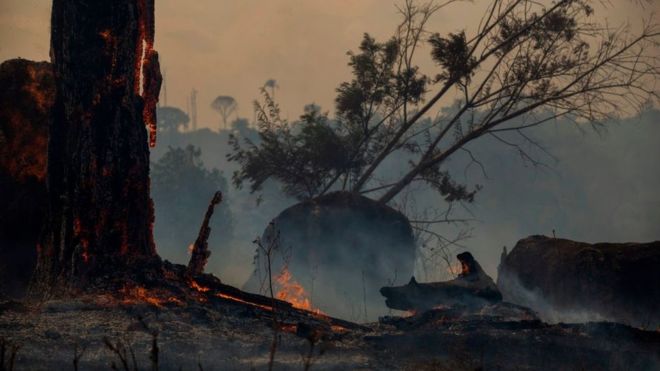 ¿Los incendios en la Amazonía son beneficiosos a largo plazo?