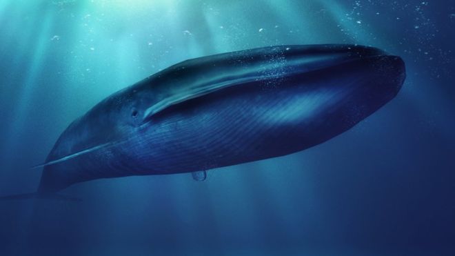 Qué es el peligroso juego de &quot;La ballena azul&quot; y por qué preocupa a las autoridades