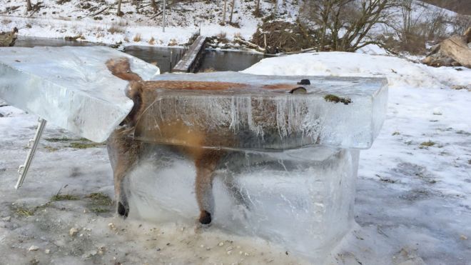 La impresionante imagen de un zorro congelado dentro de un bloque de hielo en el Danubio