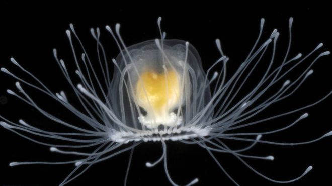 La misteriosa medusa de apenas dos centímetros que puede vivir para siempre, según los científicos