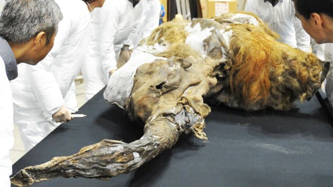 Activan células de un mamut de 28.000 años en Japón