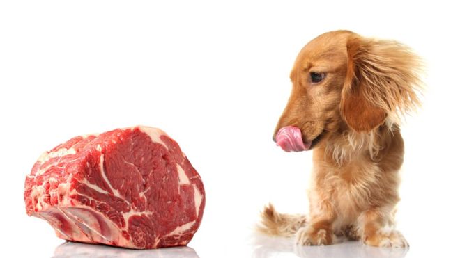 Por qué ahora dicen que no debes darle carne cruda a tu mascota