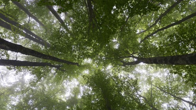Por qué la Tierra tiene hoy más bosques que en 1982