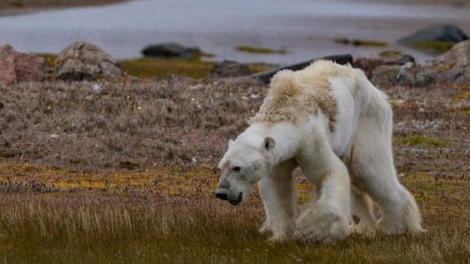 ¿Es realmente responsable el cambio climático del oso polar hambriento cuyo video se volvió viral?
