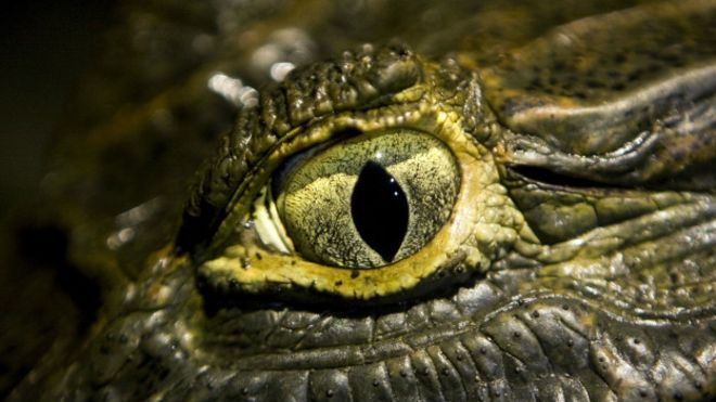 El secreto detrás de la aguda visión de los cocodrilos