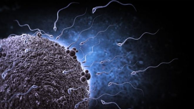 Científicos advierten que la mala calidad del esperma de los hombres puede llevar &quot;a la extinción de la especie humana&quot;