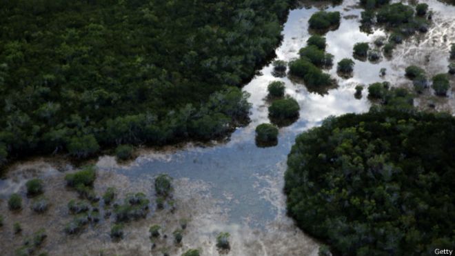 Everglades: así se empantanó el mayor proyecto ecológico del mundo