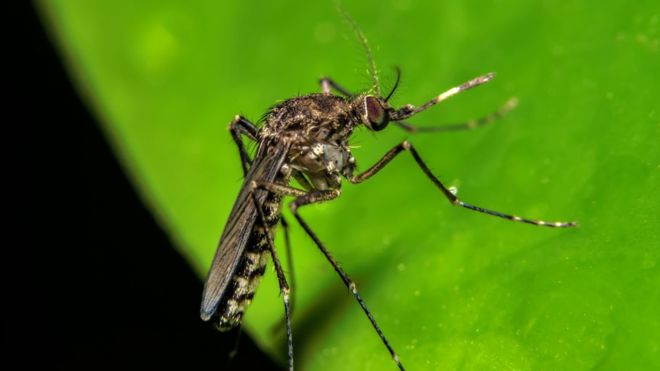 La fiebre de oropouche, enfermedad parecida al zika que amenaza con propagarse por América del Sur