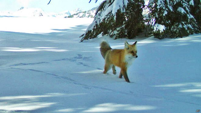 California: avistan por primera vez en 100 años a raro ejemplar de zorro