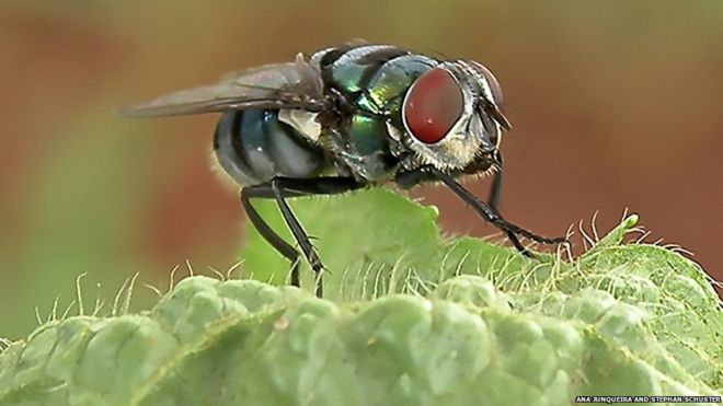 Cuántas bacterias transporta una mosca y cómo propaga enfermedades