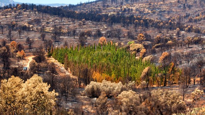 España: resuelven el enigma de los cipreses que resisten incendios