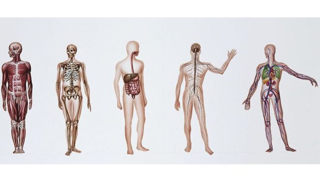 ¿Qué ocurre con los cuerpos que se donan a la ciencia?