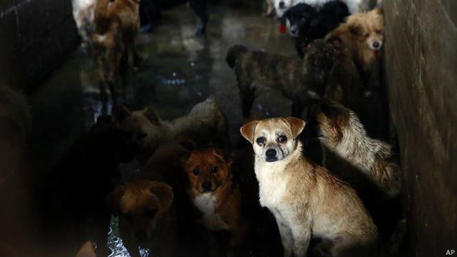 Yulin: el polémico festival chino en el que se comen 10.000 perros