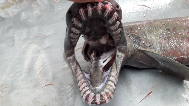 El tiburón &quot;prehistórico&quot; con 300 dientes que fue capturado por accidente