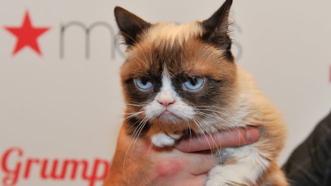 Cómo Grumpy Cat ganó una demanda contra una marca de café
