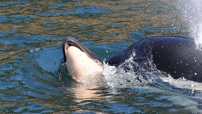 Finalizó el duelo de la orca madre que cargó su cría muerta durante 17 días