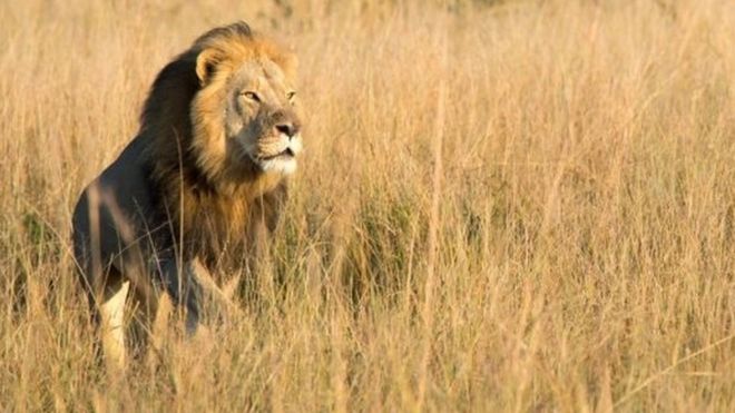 La muerte de Xanda, el hijo del león Cecil, a manos de otro cazador en Zimbabue