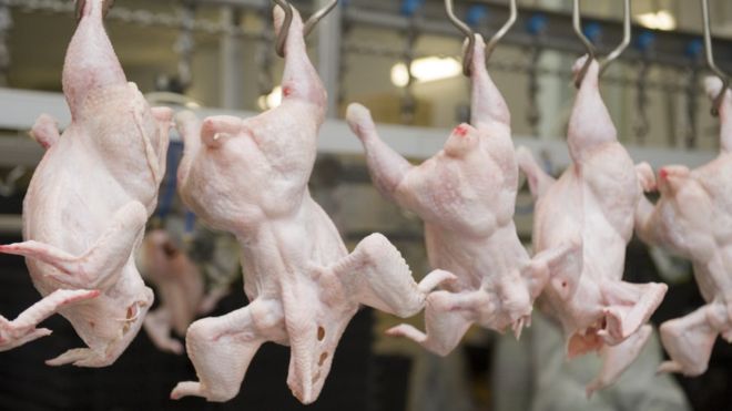 ¿Qué es el pollo clorado y por qué causa polémica entre Estados Unidos y la Unión Europea?