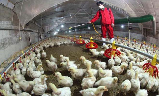 Canadá comenzó a sacrificar 80.000 aves con gripe aviar H5N2