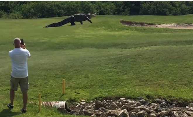 Cocodrilo gigante invade una cancha de golf en Estados Unidos