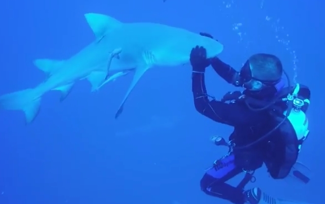 (VIDEO) El ecuatoriano que nada con tiburones para crear conciencia