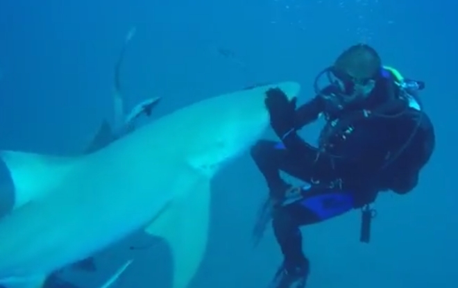 (VIDEO) El ecuatoriano que nada con tiburones para crear conciencia
