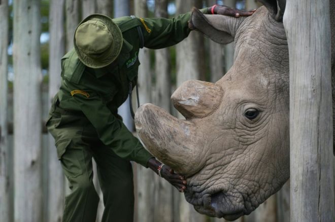 Muere el último rinoceronte blanco macho que quedaba en el mundo