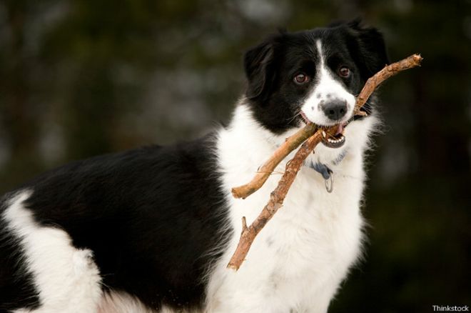 ¿Es malo arrojarles palos a los perros para que los recojan?