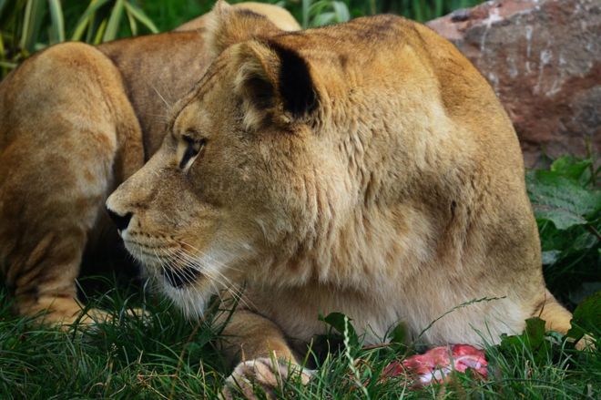 500 animales muertos en 4 años: ¿es este el peor zoológico del mundo?