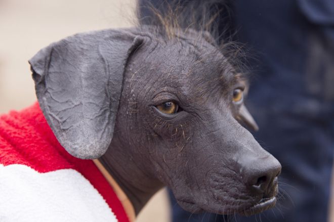 Cómo este perro sin pelo se convirtió en patrimonio cultural de Perú