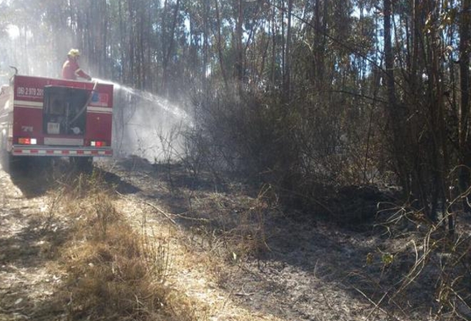 Incendio forestal en bosque de eucalipto y pino en Carchi se reactivó