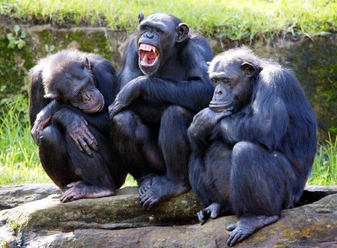 El secreto de por qué los chimpancés son más fuertes que los seres humanos