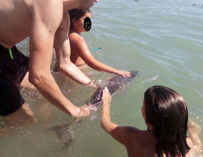 En lugar de rescatar a un delfín bebé en problemas, lo acosaron hasta matarlo