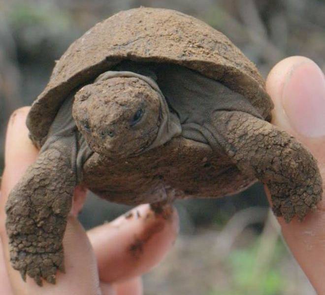 Estación Espacial ayudará a proteger a las tortugas gigantes de las Islas Galápagos