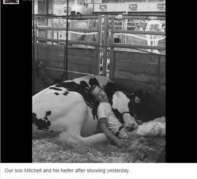 La tierna foto de un adolescente dormido con una vaca que se volvió viral