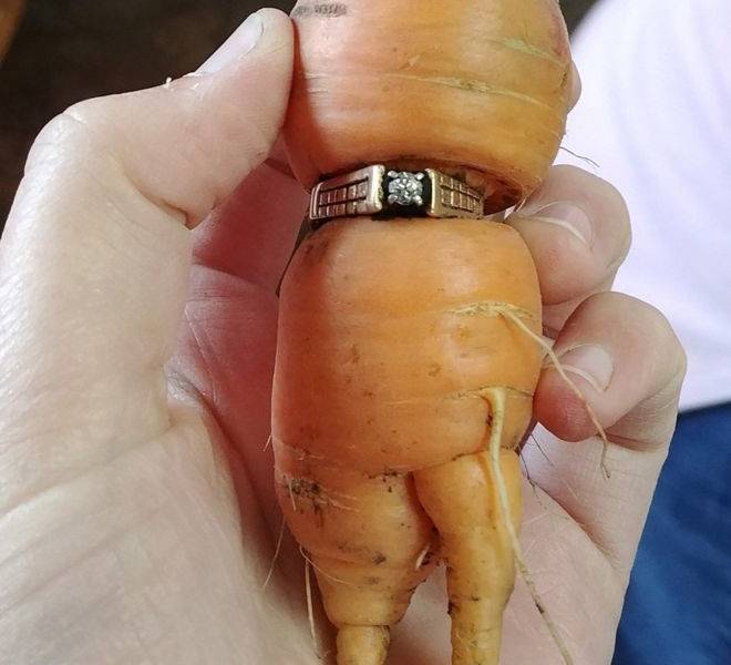 Encuentra su anillo de compromiso perdido hace 13 años… en una zanahoria