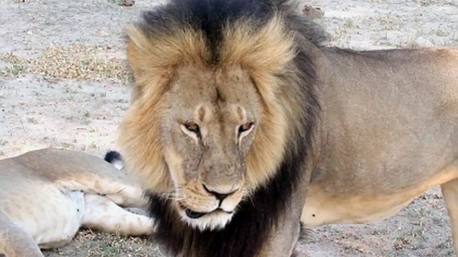 Otro cazador estadounidense habría matado furtivamente a un león en Zimbabue