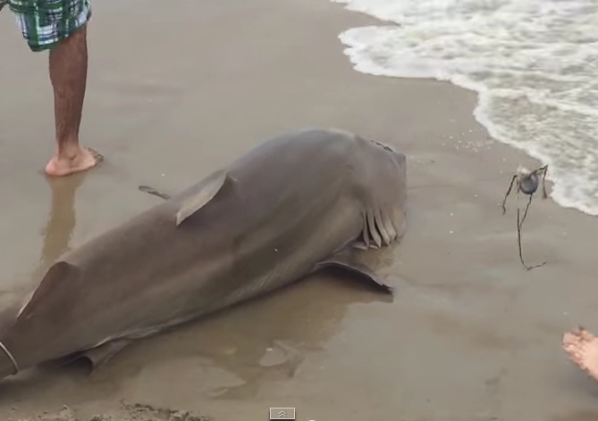 Bañistas capturan un tiburón en una playa de California